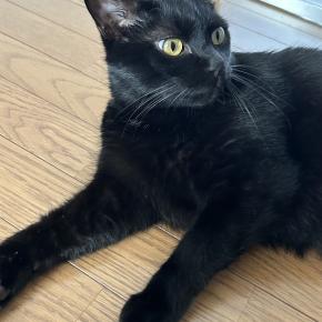 【猫写真】昼間のリビングでの猫たちの様子