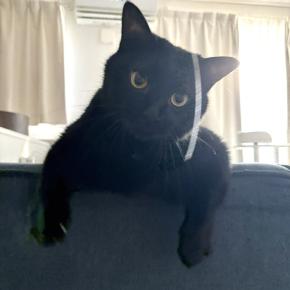 【猫写真】アヤちゃんの猫パンチ