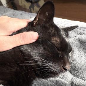 【猫写真】朝方布団に入りに来てくれるアヤちゃん