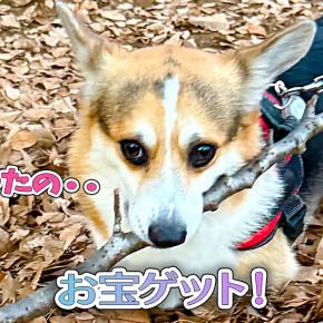 はるとてんと公園の夕散歩