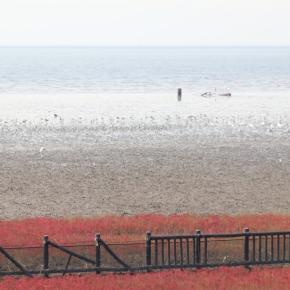 海の紅葉と干潟の生物