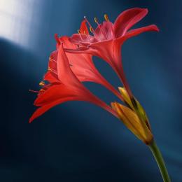 中学受験は母親主導が鉄則！父親が熱心だと子供は不合格になる