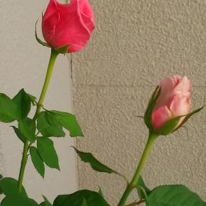 探し物で時間を要する・・やっぱり断捨離で丁寧な暮らしを目指したい