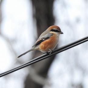 『大野極楽寺公園の野鳥達と園内風景』 