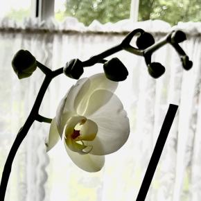 結局タミフルは効いたのか