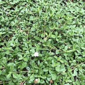 クラピアばか苗病、カリフォルニアからSOS