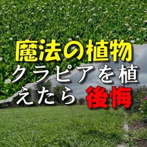「魔法の植物」クラピアのメッキが剥がれた！
