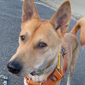 ダイスケ動かざること布団のごとし