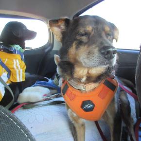 座ったまま寝るサンマくん