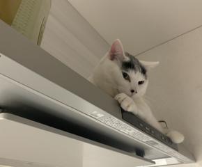 太宰はお好き？