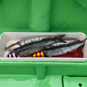 雨のテンヤタチウオ、ドラゴン出るか？＠いなの丸