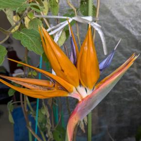 極楽鳥花さらに開く