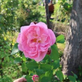 サハラ 椅子の組み立てに思う