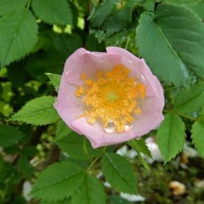 サハラとロサ・ラクサ