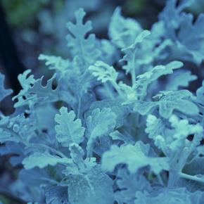 膠原病専門医が示す膠原病の「寛解」とは