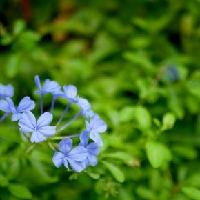 通院で昇格？サンデードライバー／今日の写真・ルリマツリ
