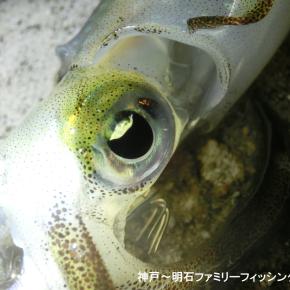 アオリイカ新子開幕かっ⁉ @今シーズン初のケンサキイカも同時に掛かる