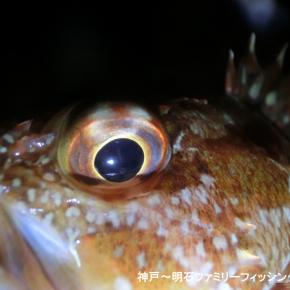 アジングに出撃するも最後はガシラに逃げました ＠アジングは苦手なんです･･･