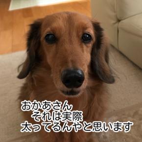 いくらだったんだろう