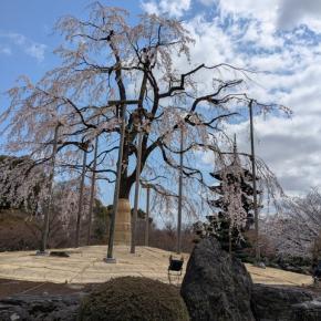 桜 2025 東寺 ① （2025年4月4日）