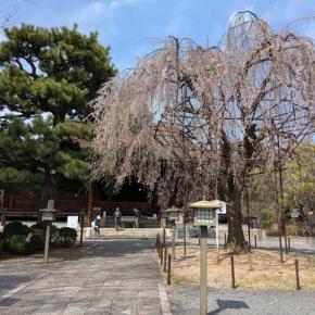 桜 2025 大報恩寺（千本釈迦堂） （2025年4月8日）