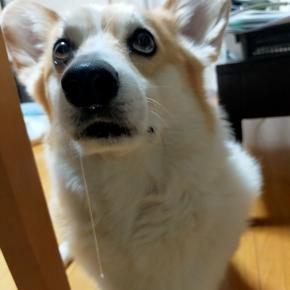 ☆オヤツ時々よだれ☆