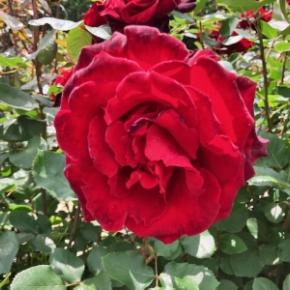 【旅人が行く！】京成バラ園（前編）