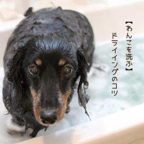 【わんこを洗ふ】ドライイングのコツ