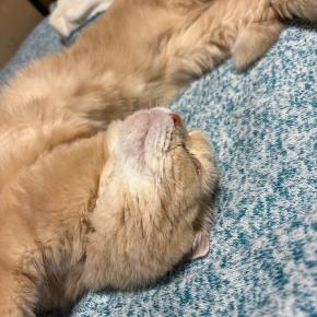 猫はやわらかい