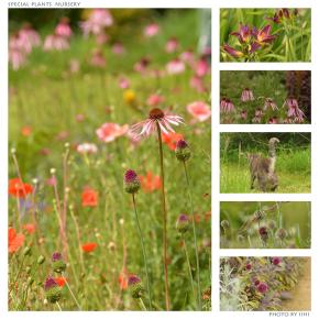 土地探し、はじまりは庭。＿里山移住で叶える第二の人生の『庭と家』