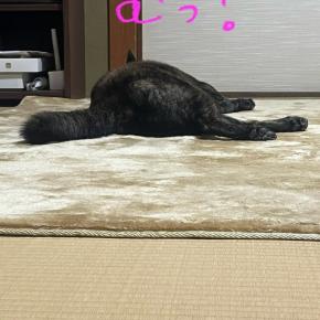 甲斐犬、落ちだしました。