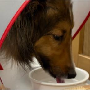 中手骨骨折6日目、退院