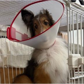 中手骨骨折12日目