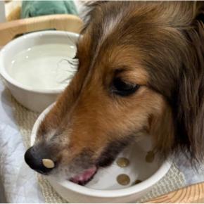 中手骨骨折19日目