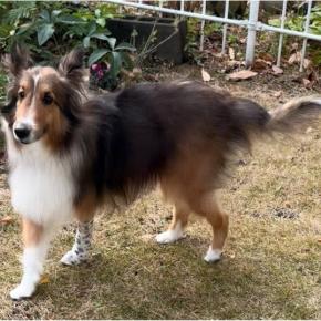 中手骨骨折33日目