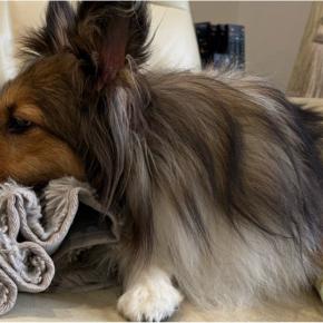 中手骨骨折37日目