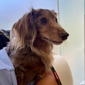 タリーにまた増えた『免疫の病気』〜免疫介在性多発性関節炎〜