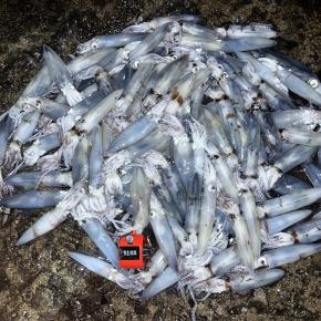 白旗山登山～函館日帰り～マメイカエギング