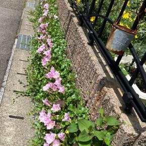 歯の痛みのその後