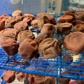 自己免疫性肝炎 定期検診 骨密度数値