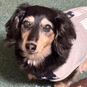 無い無い尽くし