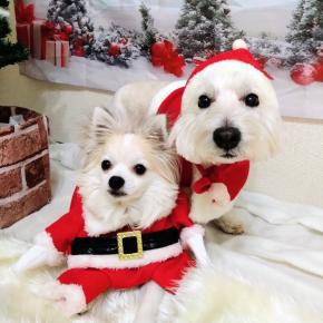 ふわりともなかのクリスマス