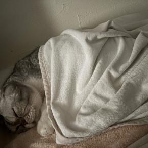 お正月らしい一日と、寝坊助な福ちゃん