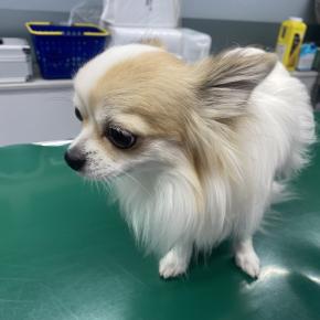 【④日本出国日＆手続き】 犬と一緒にカナダへの旅 in 2023