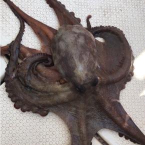 明石タコ釣り？土用の丑の日！