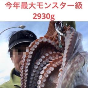 「こんな所に蛸は居る」（後篇です。）タコを簡単に釣る方法