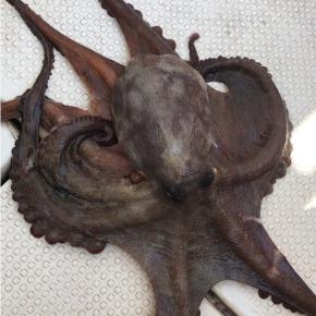 釣った蛸を美味しく食べる工夫！