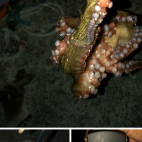 淡路島、蛸まだまだ釣れます！