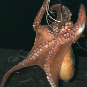  淡路タコ釣り終盤、ええ蛸おったわぁ！