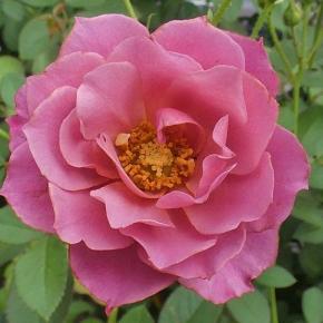 今日咲いてるバラ～あおい、クリーミーエデン、シャルルドゴールなど＠ガクが割れてきたバラのつぼみ